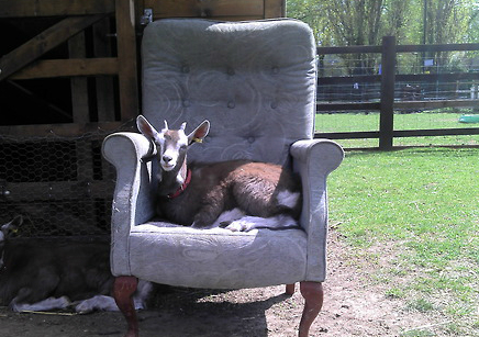 Goat on armchair by Terry Jones