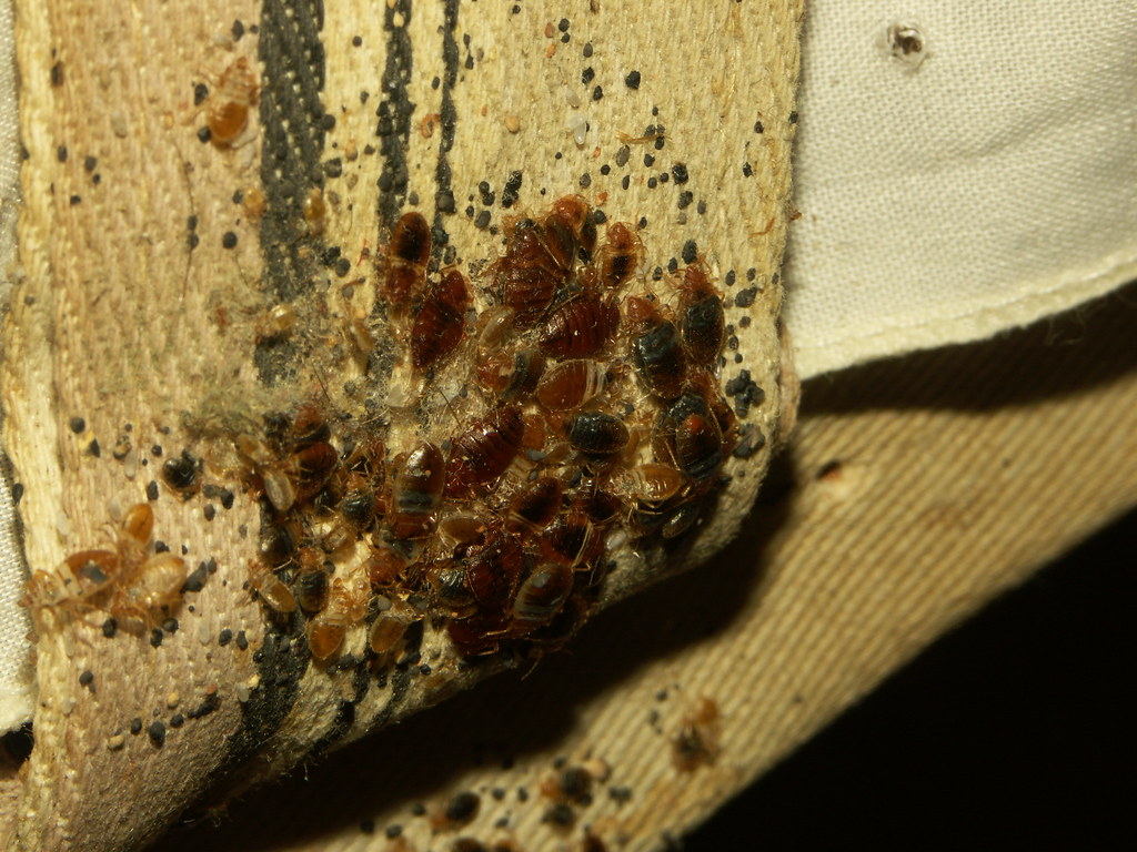 Bed bugs on furniture
