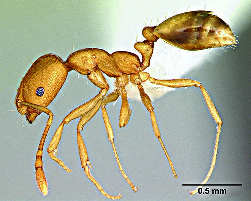 Close up of a pharoah ant