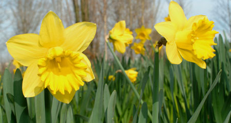 Flowers Flowers