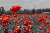 Remembrance Sunday 2024