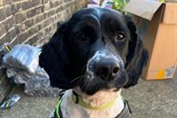 Hero hound sniffs out hidden stash of illegal goods in Whitechapel