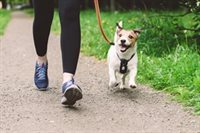 Recommendations on responsible dog ownership approved following consultation