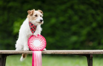 Dog Show - shutterstock_2471939125