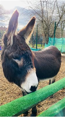 Donkey 1
