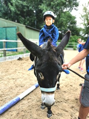 donkey ride