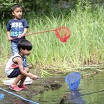 pond dipping 