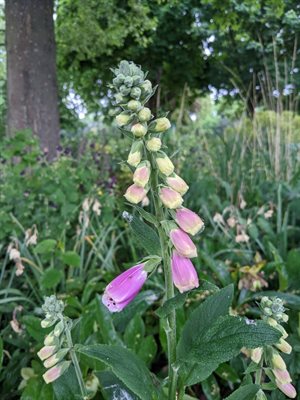 wild flowers