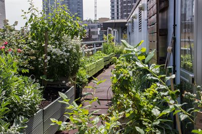 London Square Open Gardens weekend