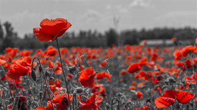 shutterstock poppies-min
