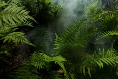 Jungle