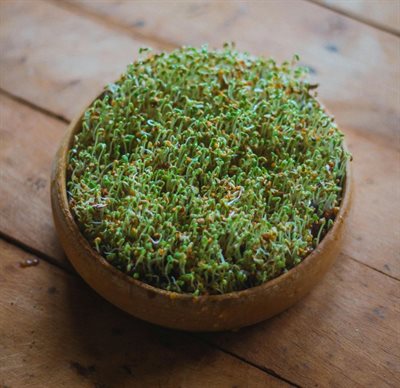 Watercress