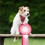 Victoria Park Dog Show