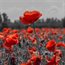 Remembrance Day Ceremony – Tower Hamlets Cemetery Park