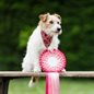 Victoria Park Dog Show