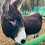 Half Term Fun - Donkey rides at Mudchute Farm