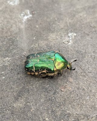 Wildlife beetle