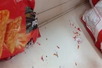 Shop closed after mice found gnawing through food packaging