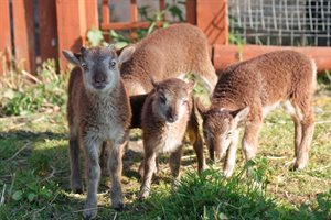 Spitalfields City Farm image