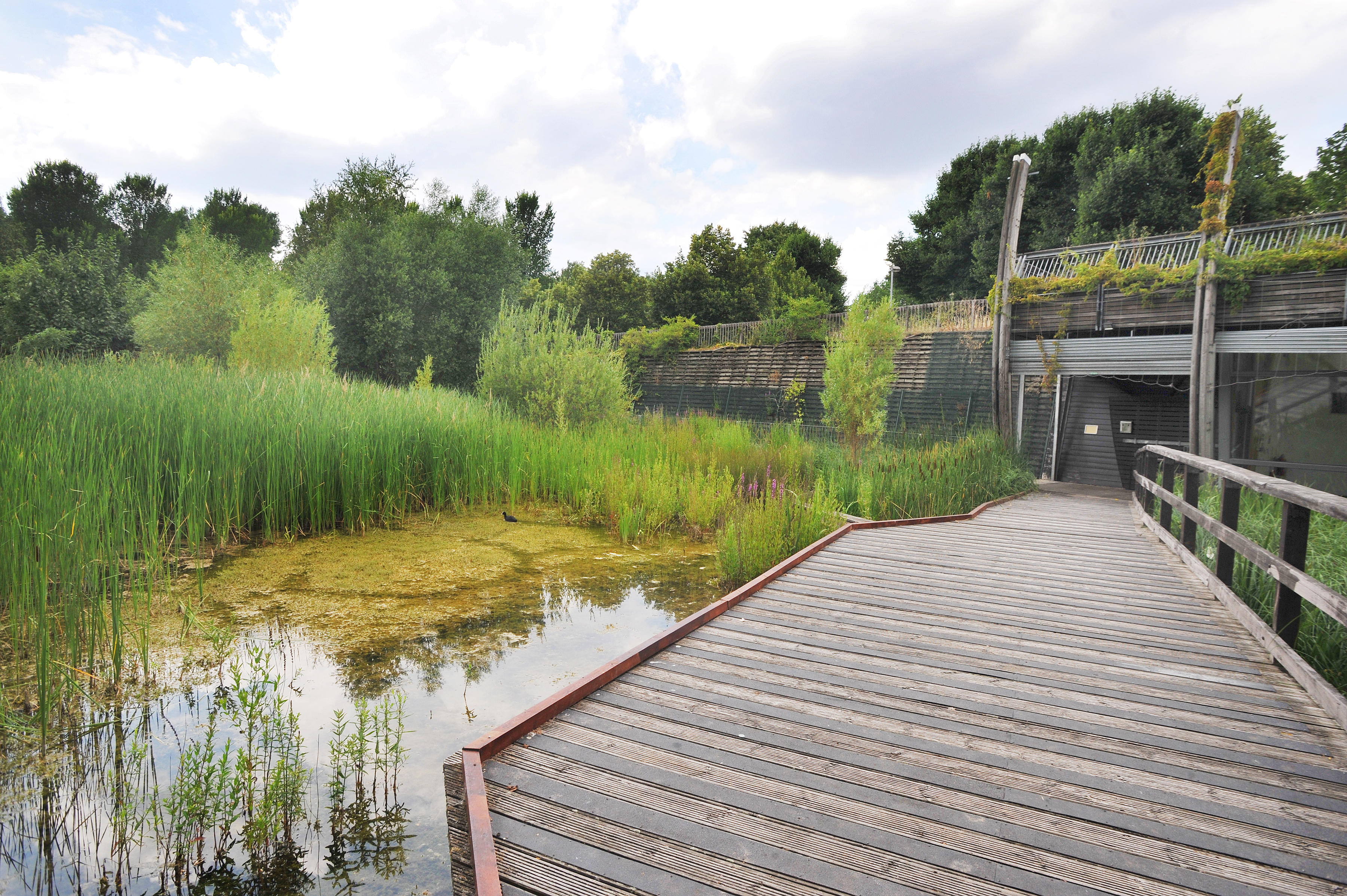 Pond and pavilion