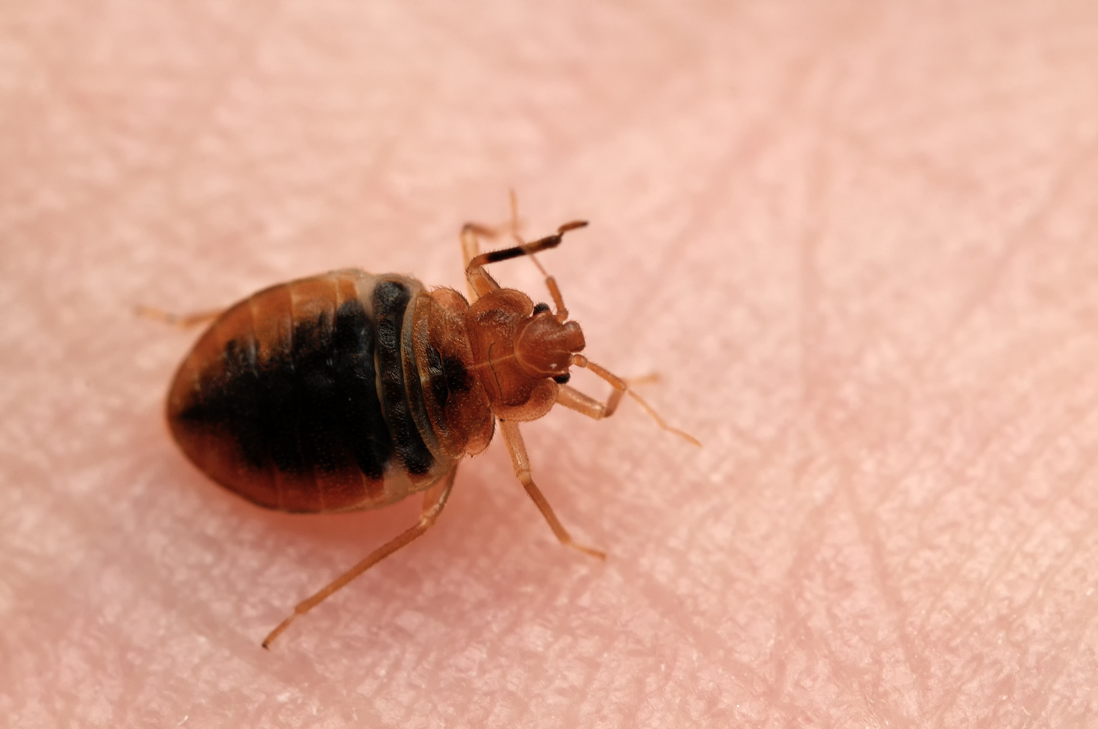 Bed bug on human skin.