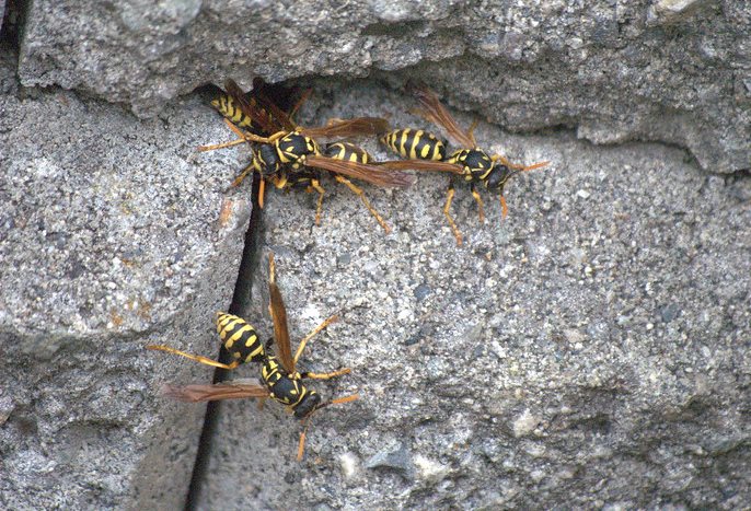 Group of wasps in brick work.