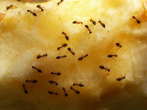Black ants feeding