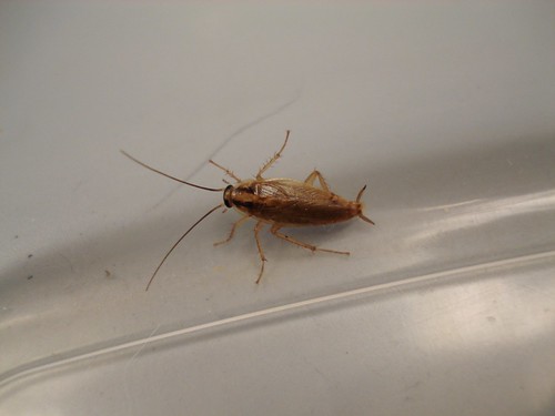 German cockroach close up
