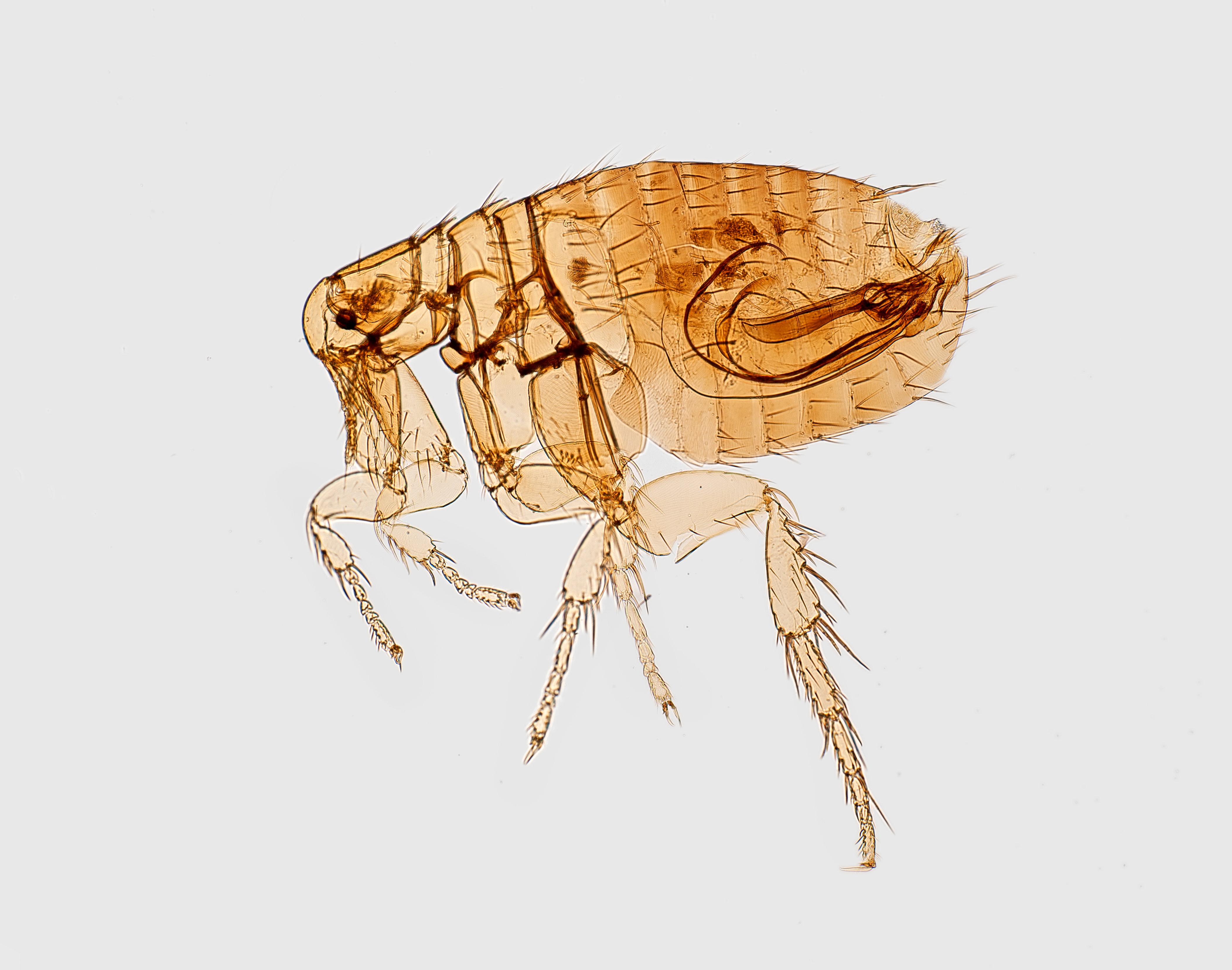 Close up image of a flea