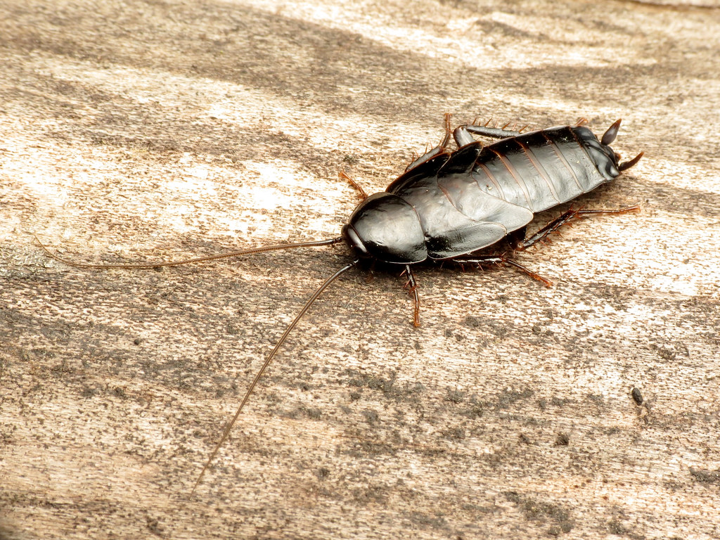 Oriental cockroach close up