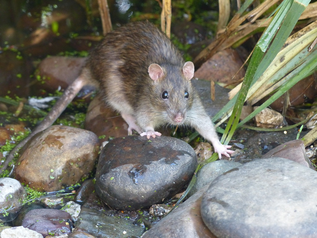 Brown rat outdoors