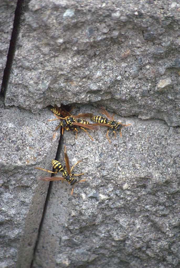 Group of wasps