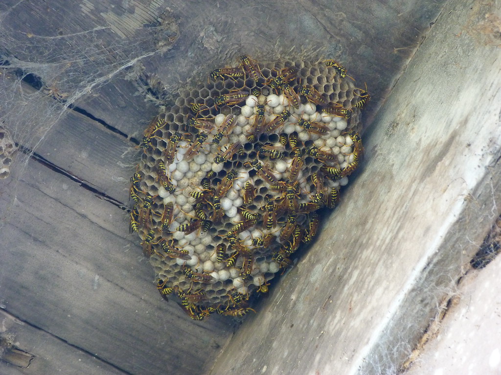 Wasp nest and eggs in a building