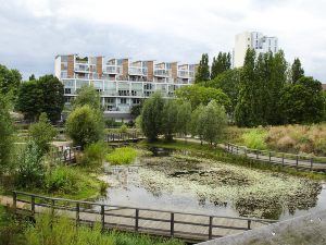 Tranquil pond setting