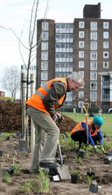 Planting trees