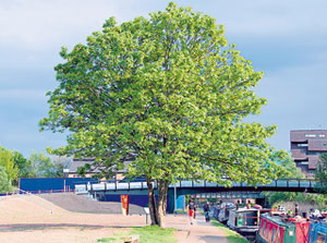 Mile End Park Mile End Park