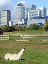 Mudchute farm and the city